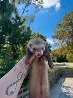 Fretten te koop, Dieren en Toebehoren, Fret, Mei, Meerdere dieren, Tam