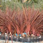 Cordyline Australis 'red Star' - Rode Koolpalm g20078, Tuin en Terras, Planten | Tuinplanten, Ophalen of Verzenden