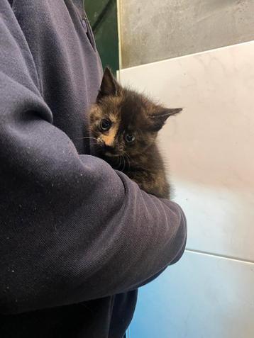 Boerderij kitten poesje beschikbaar voor biedingen