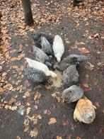 Amrock kippen, Dieren en Toebehoren, Pluimvee, Meerdere dieren, Kip
