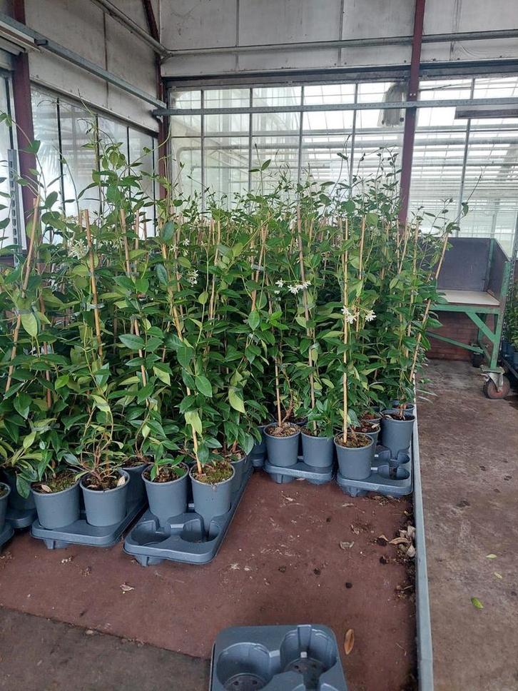 Toscaanse jasmijn winterhard groenblijvend hekwerk schutting, Tuin en Terras, Planten | Tuinplanten, Ophalen of Verzenden