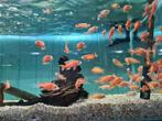 Aulonocara Dragon Blood Malawi Cichliden, Dieren en Toebehoren, Vissen | Aquariumvissen, Vis, Zoetwatervis