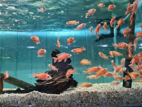 Aulonocara Dragon Blood Malawi Cichliden, Dieren en Toebehoren, Vissen | Aquariumvissen, Zoetwatervis, Vis