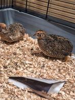 Trio chinese dwergkwartels, Dieren en Toebehoren, Meerdere dieren