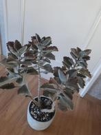 Grote kalanchoe beharensis, Huis en Inrichting, Kamerplanten, Ophalen, Halfschaduw, Minder dan 100 cm