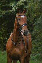 Bridle2fit stang en trens met neue schule bitten, Ophalen of Verzenden, Dressuur