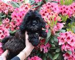 Mooie Boomer pups, Dieren en Toebehoren, CDV (hondenziekte), Particulier, 8 tot 15 weken, Meerdere dieren