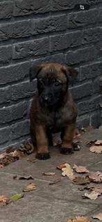 Mechelse herderpups knpv lijn, Dieren en Toebehoren, Honden | Herdershonden en Veedrijvers, CDV (hondenziekte), 8 tot 15 weken