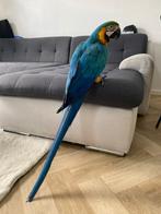 Super tamme blauwgele ara, Geslacht onbekend, Papegaai, Pratend