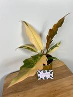 Philodendron Caramel Marble Variegata, Huis en Inrichting, Kamerplanten, Ophalen of Verzenden, Overige soorten, Halfschaduw, Minder dan 100 cm