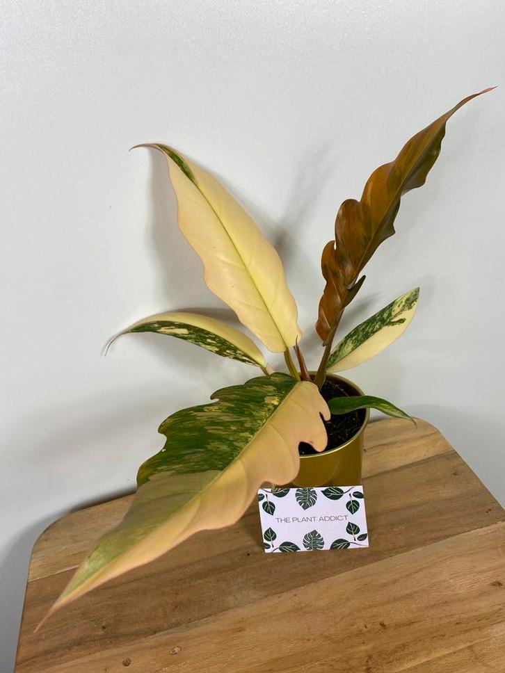 Philodendron Caramel Marble Variegata, Huis en Inrichting, Kamerplanten, Overige soorten, Minder dan 100 cm, Halfschaduw, Ophalen of Verzenden