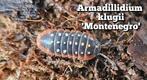Armadillidium klugii 'Montenegro', Dieren en Toebehoren, Insecten en Spinnen, Overige soorten
