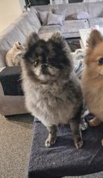 Dekreu Pomeriaan Bearface (Merle kleur) beschikbaar, Parvo, Reu, Eén hond, 3 tot 5 jaar