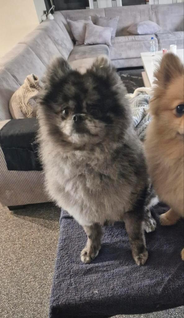 Dekreu Pomeriaan Bearface (Merle kleur) beschikbaar, Dieren en Toebehoren, Honden | Dekreuen, Reu, Particulier, Eén hond, Nederland