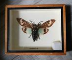 Lijst met insect, Ophalen of Verzenden, Zo goed als nieuw