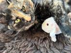 Kittens verwacht, Dieren en Toebehoren, Meerdere dieren, Kortharig, 0 tot 2 jaar