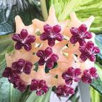 Hoya polyneura ‘inner variegated’ 2, Huis en Inrichting, Kamerplanten, Overige soorten, In pot, Minder dan 100 cm, Bloeiende kamerplant