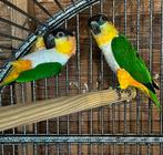Zwartkop caiques kweekkoppel 2020 met DNA, Dieren en Toebehoren, Vogels | Parkieten en Papegaaien, Meerdere dieren, Parkiet