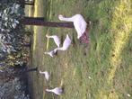 Ganzen., Meerdere dieren, Gans of Zwaan