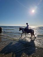 Bijrijder aangeboden assendelft, Dieren en Toebehoren, Paarden en Pony's | Overige Paardenspullen, Ophalen of Verzenden, Overige soorten