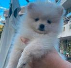 Pomeranian , dwergkees ,pomeriaan puppys aangeboden, Keeshond, 8 tot 15 weken, Meerdere, Meerdere dieren