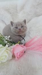 Britse korthaar kittens met stamboom uit kampioenenlijn, Dieren en Toebehoren, Katten en Kittens | Raskatten | Korthaar, Met stamboom
