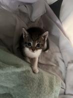 Lieve cypers mix bengaal kittens, Dieren en Toebehoren, Katten en Kittens | Raskatten | Korthaar, Meerdere dieren, Ontwormd, 0 tot 2 jaar