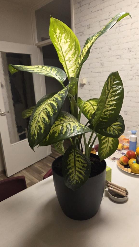 Dieffenbachia kamerplant, Tuin en Terras, Planten | Tuinplanten, Vaste plant, Overige soorten, Halfschaduw, Bloeit niet, Ophalen of Verzenden