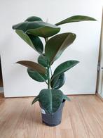 Ficus Elastica Robusta - Rubberboom / Rubberplant H: 62 cm., Ophalen, Ficus, Halfschaduw, Minder dan 100 cm