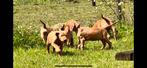vizsla pups met stamboom groeien op in huis, Particulier, Rabiës (hondsdolheid), Meerdere, 8 tot 15 weken