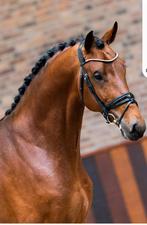 Knappe 6 jarige ruin. Franklin x Havidoff, Dieren en Toebehoren, Paarden, Gechipt, Ruin, Niet van toepassing, Dressuurpaard