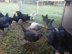 Austrolop kuikens, Dieren en Toebehoren, Pluimvee, Geslacht onbekend, Kip