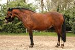 E-pony, Merrie, Minder dan 160 cm, 7 tot 10 jaar