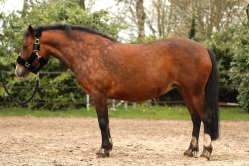 E-pony, Dieren en Toebehoren, Paarden, Merrie, Minder dan 160 cm, 7 tot 10 jaar