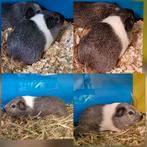 Mooie grijze cavia zoekt nog een leuke nieuwe plek, Dieren en Toebehoren, Knaagdieren, Augustus, Mannelijk, Cavia