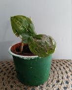 Lelietje-van-Dalen 🌿Ruil mij!!🌿, Ophalen, Zomer, Volle zon