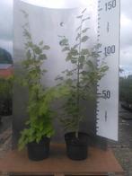 Kastanje, Krent, Kornoelje, Hulst, Mispel, Vuilboom, Linde, 100 tot 250 cm, Volle zon, In pot, Overige soorten