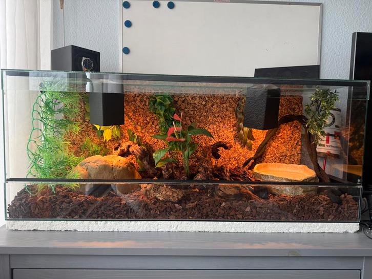 Rode rattenslang met terrarium