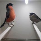 Koppel goudvinken 2025, Dieren en Toebehoren, Vogels | Overige Vogels, Meerdere dieren, Tropenvogel