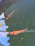 Medaka Red Tiger 15 eitjes 2 euro/stuk, Dieren en Toebehoren, Vissen | Vijvervissen