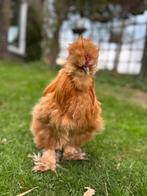Zijdehoender haan (groot), Dieren en Toebehoren, Pluimvee, Mannelijk, Kip
