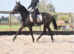 Lieve , superbrave, jonge merrie, Dieren en Toebehoren, Paarden, Merrie, B, Gechipt, 3 tot 6 jaar