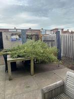 Bamboe stokken, Ophalen, Zo goed als nieuw, 180 tot 250 cm, Overige typen