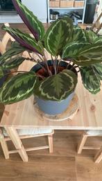 Calathea kamerplant, Ophalen, Overige soorten, Minder dan 100 cm