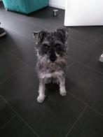 Dwergschnauzer zwart zilver pup teefje gezocht, Ophalen of Verzenden, Nieuw