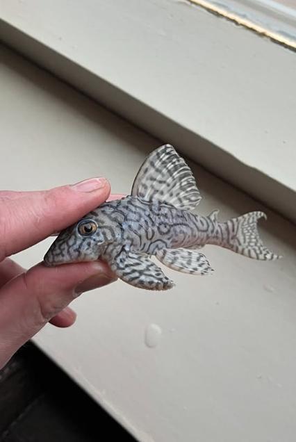 L236 SW Thin Line - Prachtige Meervallen!, Dieren en Toebehoren, Vissen | Aquariumvissen, Vis