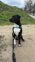 Bluey; bijna 2 jarige gecastreerde reu labrador x bully xl, Dieren en Toebehoren, Reu, CDV (hondenziekte), 1 tot 2 jaar, Eén hond