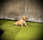 Prachtige pups (Labrador/Boxer & Benner Sennen), Rabiës (hondsdolheid), 8 tot 15 weken, Meerdere, Meerdere dieren