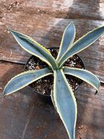 Agave Americana, Tuin en Terras, Planten | Tuinplanten, Ophalen of Verzenden, Bloeit niet, Overige soorten, Volle zon