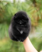 Pomeriaan | Pomeranian | Puppy | Reutje | Stamboom | Beertje, Dieren en Toebehoren, Reu, 8 tot 15 weken, Buitenland, Eén hond